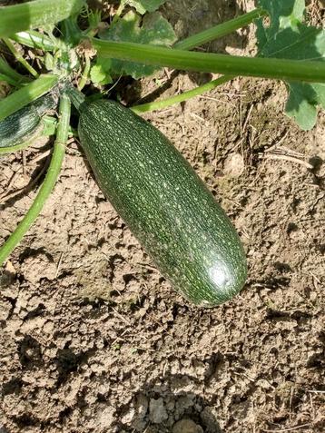 Flespompoen groen beschikbaar voor biedingen