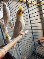 Calopsitte, Dieren en Toebehoren