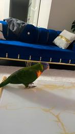 papagaai blauwe bergen, Animaux & Accessoires, Oiseaux | Perruches & Perroquets, Femelle, Perroquet, Parleur