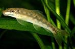 Siamese algeneter, Vis, Zoetwatervis