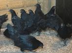 Ayan cemani kippen, Dieren en Toebehoren