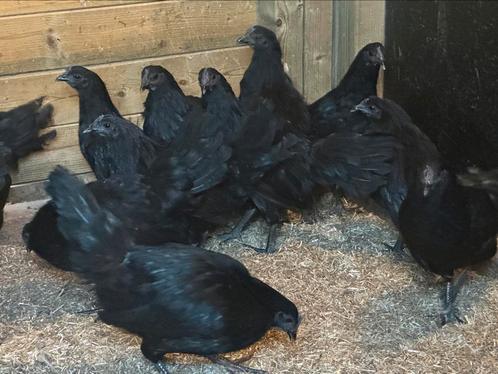 Ayan cemani kippen, Dieren en Toebehoren, Pluimvee