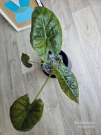 Alocasia Wentii Sunset Variegata grote plant, Ophalen of Verzenden