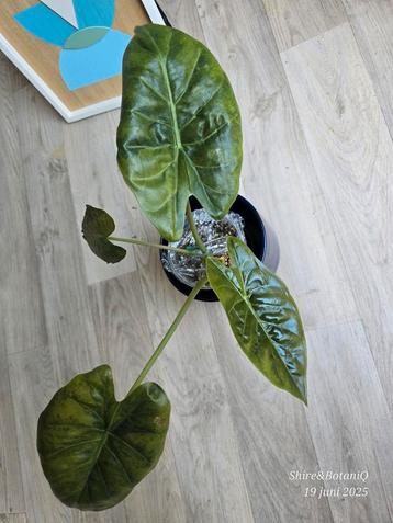 Alocasia Wentii Sunset Variegata grote plant beschikbaar voor biedingen