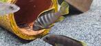 Labidochromis mbamba bay malawi cichliden, Dieren en Toebehoren, Vissen | Aquariumvissen, Vis, Zoetwatervis