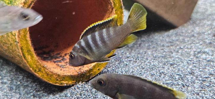 Labidochromis mbamba bay malawi cichliden, Dieren en Toebehoren, Vissen | Aquariumvissen, Zoetwatervis, Vis