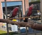Rosé kaketoes, Dieren en Toebehoren, Vogels | Parkieten en Papegaaien