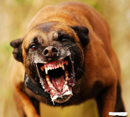 Mechelse herder inbraken, overvallen, car-jacking, home-jack, Dieren en Toebehoren, Honden | Herdershonden en Veedrijvers, Meerdere dieren