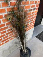 Pauw veren, Ophalen, Nieuw