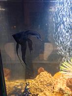 Maanvis, Dieren en Toebehoren, Vis, Zoetwatervis