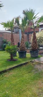 Palmboom washingtonia robusta, Tuin en Terras, Ophalen, Zomer, Palmboom