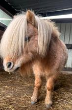 Doodbraaf en lief shetje, Dieren en Toebehoren, Pony's, Hengst