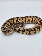 Python regius Pastel yellow belly 100% het desert ghost, Animaux & Accessoires, Reptiles & Amphibiens, Serpent, Domestique, 0 à 2 ans