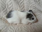 Jonge cavia's, Dieren en Toebehoren, Augustus, Cavia, Tam
