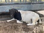 Dorper ram, Schaap, 3 tot 5 jaar