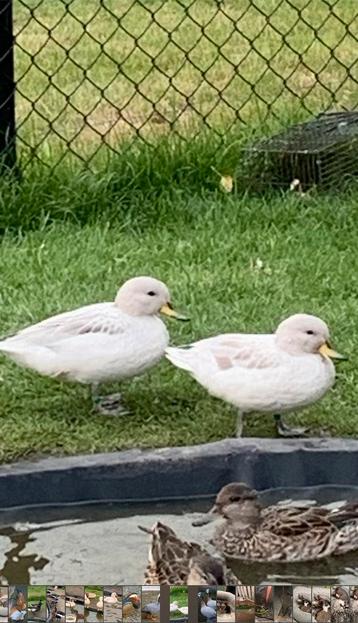 Siereenden/kweekkoppels beschikbaar voor biedingen