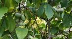 Paw paw, Tuin en Terras, Planten | Bomen, Ophalen
