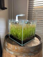 Kleine aqurium 30 cm op 30 cm, Dieren en Toebehoren, Vis