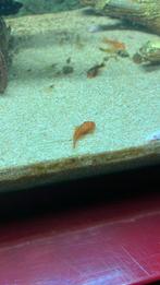 Rode borstelneus pleco, Dieren en Toebehoren, Vissen | Aquariumvissen