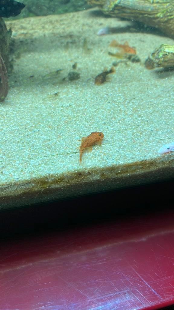 Rode borstelneus pleco, Dieren en Toebehoren, Vissen | Aquariumvissen