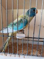 Splendid aqua blauw violet opaline ef gezoomd 25, Dieren en Toebehoren, Geringd