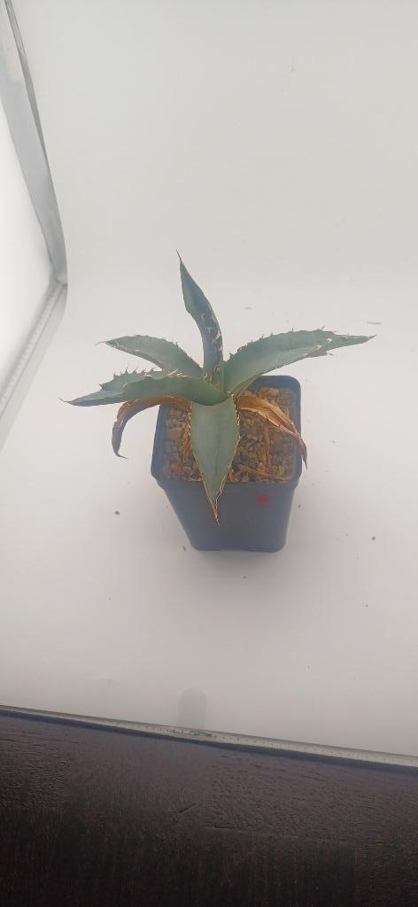 agave titanota white ice, Huis en Inrichting, Kamerplanten, Vetplant, Minder dan 100 cm, Groene kamerplant, Volle zon, Ophalen of Verzenden