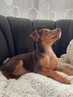 Pinscher pups, Dieren en Toebehoren, Honden | Bulldogs, Pinschers en Molossers, Meerdere, 8 tot 15 weken, Meerdere dieren, Parvo