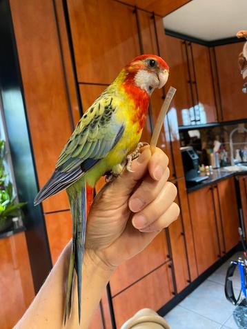 Handtamme pracht rosella’s 2025 met DNA beschikbaar voor biedingen