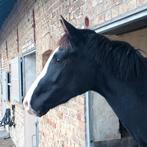 Jument de dressage Sweet de 3 ans, Cheval de dressage, 165 à 170 cm, Avec pedigree, Non dressé