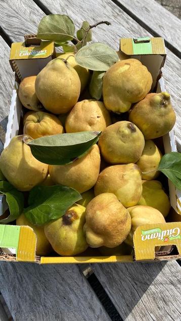 Kweeperen uit eigen tuin - bio - 1€/kg beschikbaar voor biedingen