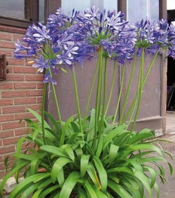 AGAPANTHUS SOORTEN