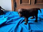 labrador pups, Dieren en Toebehoren, België, Particulier, CDV (hondenziekte), 8 tot 15 weken