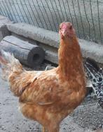 2 rode kippen van Yokohama, Dieren en Toebehoren, Pluimvee, Vrouwelijk, Kip
