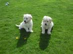Golden Retriever pup, CDV (hondenziekte), Meerdere, Golden retriever, 8 tot 15 weken