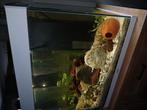 Babyguppys te koop
