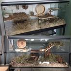 Gerbilkooi met schuifruiten – Gerbilarium / gerbil terrarium, Animaux & Accessoires, Hamster, 75 à 110 cm, Enlèvement ou Envoi