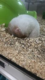 Goud hamster, Dieren en Toebehoren, Knaagdieren, Hamster, December, Geslacht onbekend, Tam