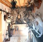 TAXIDERMIE - Mooie Opgezette Koppen !!!, Ophalen of Verzenden, Gebruikt, Wild dier, Gewei of Kop