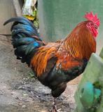 Marans, Animaux & Accessoires, Enlèvement