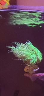 Zeeaquarium toorts koraal