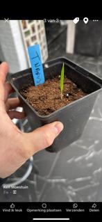 trachycarpus nanus, Tuin en Terras, Planten | Tuinplanten, Ophalen of Verzenden