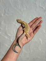 Snow radar luipaardgekko vrouw, Dieren en Toebehoren, Reptielen en Amfibieën, Hagedis, Tam, 3 tot 6 jaar