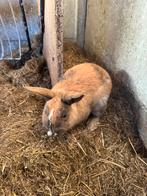 Lapin nain (mâle), Animaux & Accessoires, Mâle, Nain, 0 à 2 ans