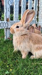 Vlaamse reus Geel raszuiver, Dieren en Toebehoren, Meerdere dieren, Groot, 0 tot 2 jaar