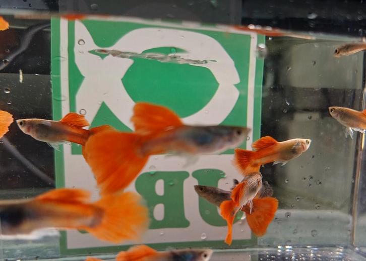 Hobbyaquarium Poec Ret Dumbo Ear Platinum Red, Animaux & Accessoires, Poissons | Poissons d'aquarium