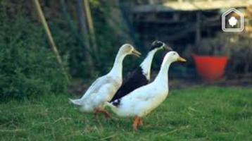 2 Indische loopeenden beschikbaar voor biedingen