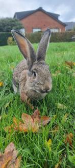 Lapin Géant des Flandres, Enlèvement