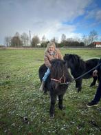 Kinder pony, Dieren en Toebehoren, Merrie