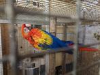 Geelvleugel ara, Dieren en Toebehoren, Vogels | Parkieten en Papegaaien, Vrouwelijk, Geringd