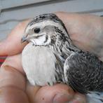 Kwartels voor Tentoonstelling, Gans of Zwaan